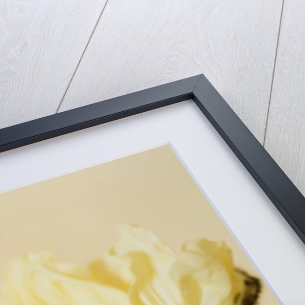 White poppy by Anonymous