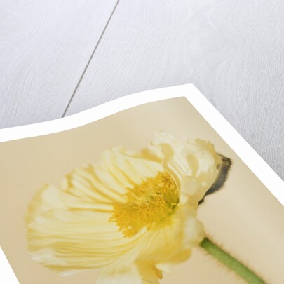 White poppy by Anonymous