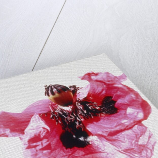 Red poppy blossom by Anonymous