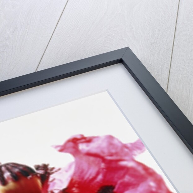 Red poppy blossom by Anonymous