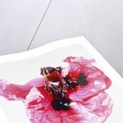 Red poppy blossom by Anonymous