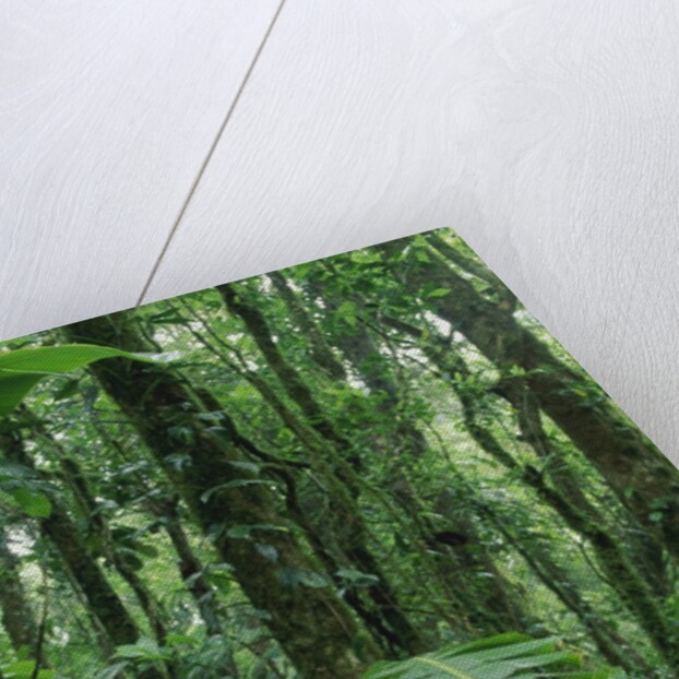 Heliconia flower, Costa Rica by Anonymous