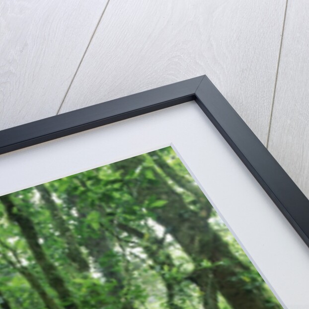 Heliconia flower, Costa Rica by Anonymous