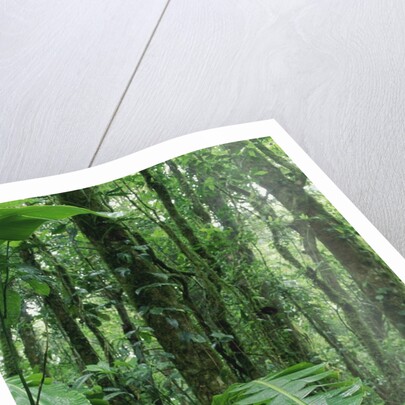 Heliconia flower, Costa Rica by Anonymous