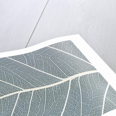 Leaf of a poplar, macro shot by Anonymous