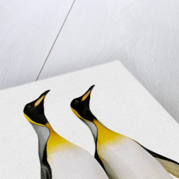 Two king penguins by Anonymous