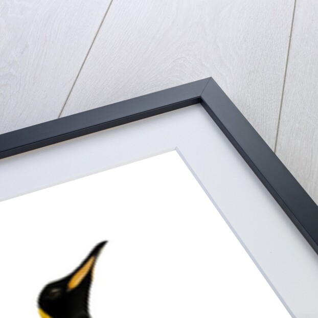Two king penguins by Anonymous