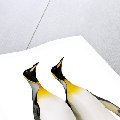 Two king penguins by Anonymous