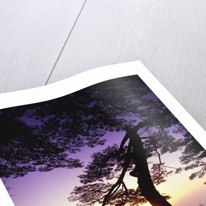 Huangshan Pine in the Huangshan Mountains by Anonymous