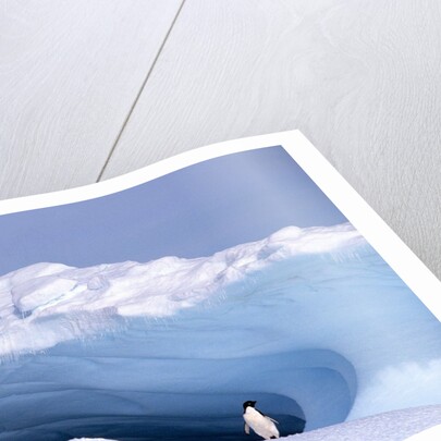 Antarctica, adelie penguin in front of iceberg by Anonymous