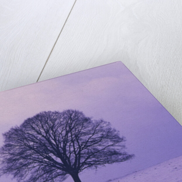 Oak tree, winter landscape, Germany by Anonymous