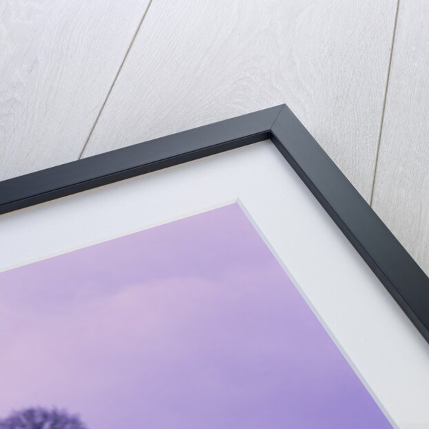 Oak tree, winter landscape, Germany by Anonymous