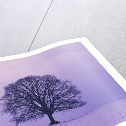 Oak tree, winter landscape, Germany by Anonymous
