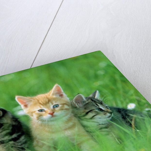 Four Kittens by Anonymous