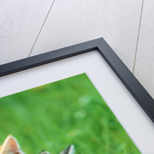 Four Kittens by Anonymous