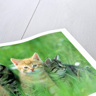 Four Kittens by Anonymous