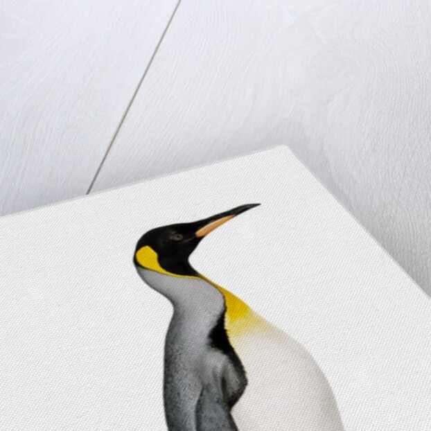 King penguin by Anonymous