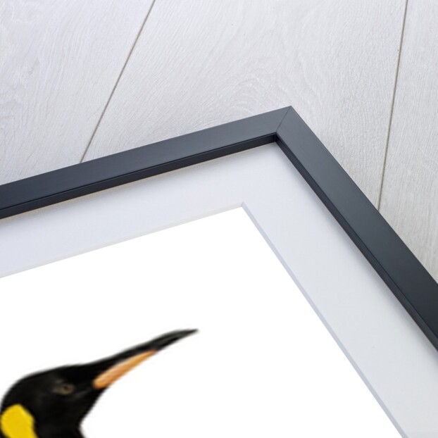 King penguin by Anonymous