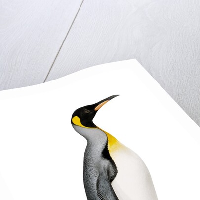 King penguin by Anonymous