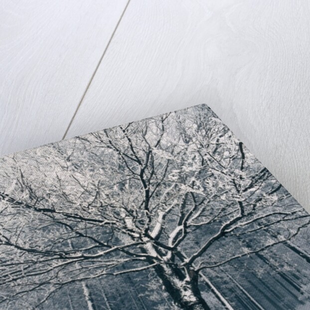 Snowcovered forest by Anonymous