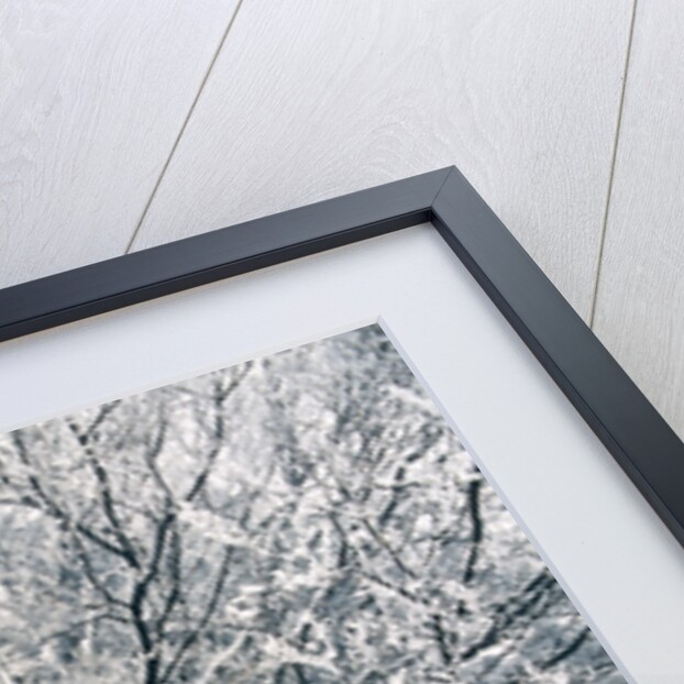 Snowcovered forest by Anonymous