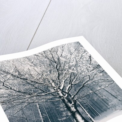 Snowcovered forest by Anonymous