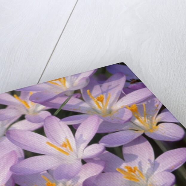 Flowers of Crocus by Anonymous