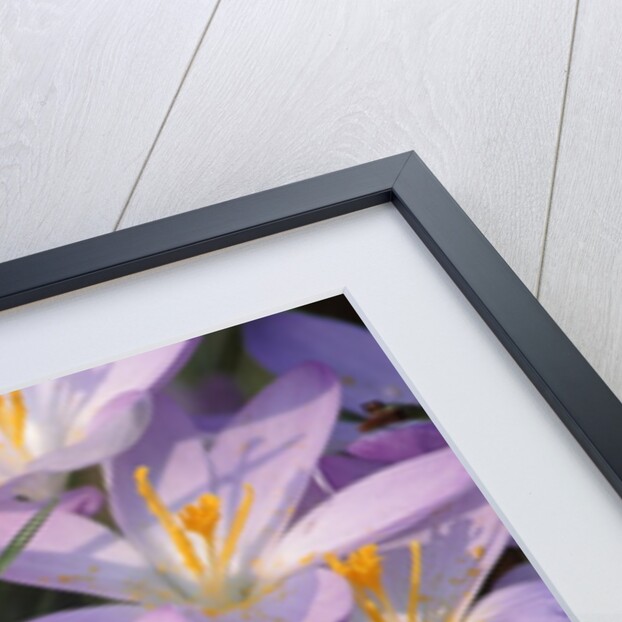 Flowers of Crocus by Anonymous