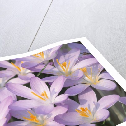 Flowers of Crocus by Anonymous