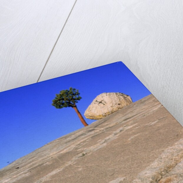 USA, California, Yosemite National Park, Pine tree and rock by Anonymous