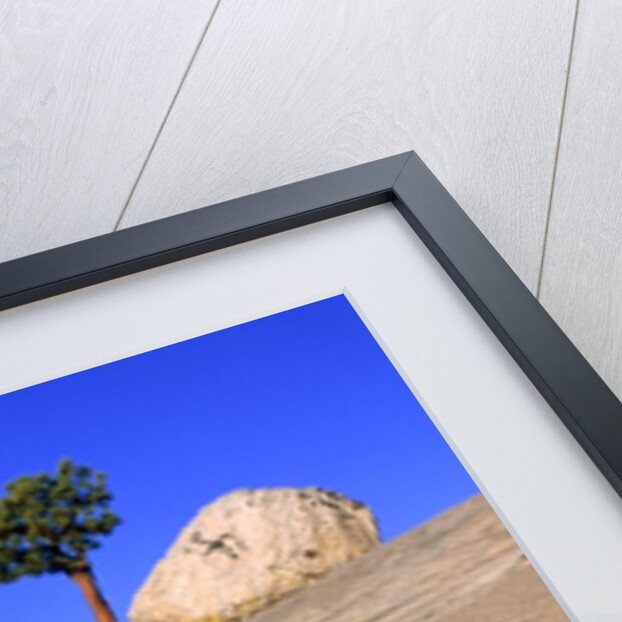 USA, California, Yosemite National Park, Pine tree and rock by Anonymous