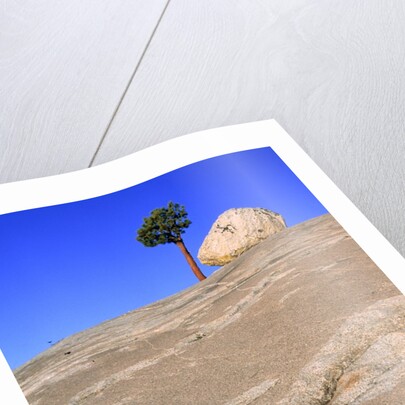 USA, California, Yosemite National Park, Pine tree and rock by Anonymous
