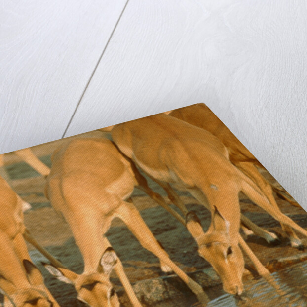Several impalas drinking at a watering place (Botswana) by Anonymous