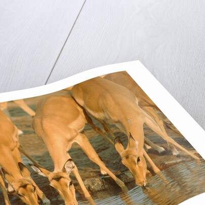 Several impalas drinking at a watering place (Botswana) by Anonymous