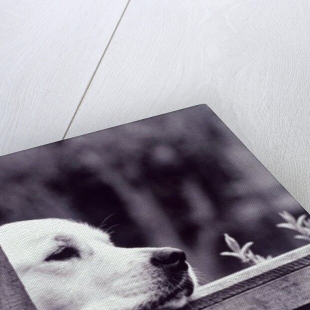 Dog Looking Over Fence by Anonymous