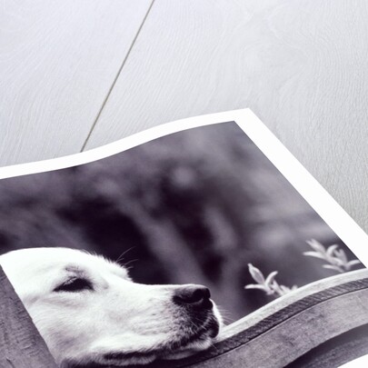 Dog Looking Over Fence by Anonymous