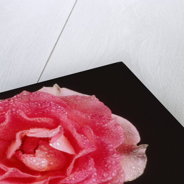 Rose in front of a black background by Anonymous