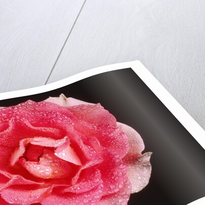 Rose in front of a black background by Anonymous