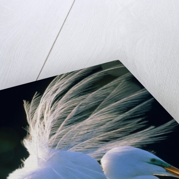Great egret by Anonymous