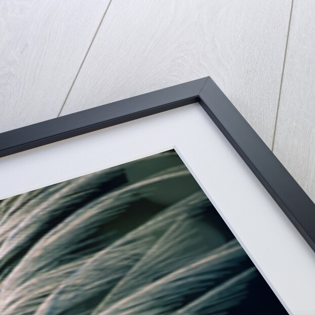 Great egret by Anonymous