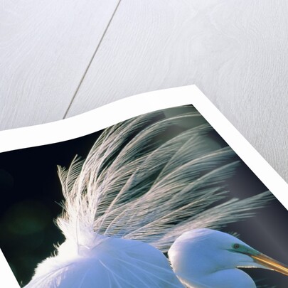 Great egret by Anonymous