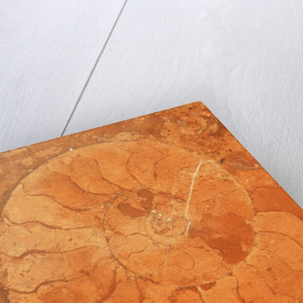 Fossil in red-brown marble by Anonymous