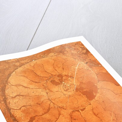 Fossil in red-brown marble by Anonymous