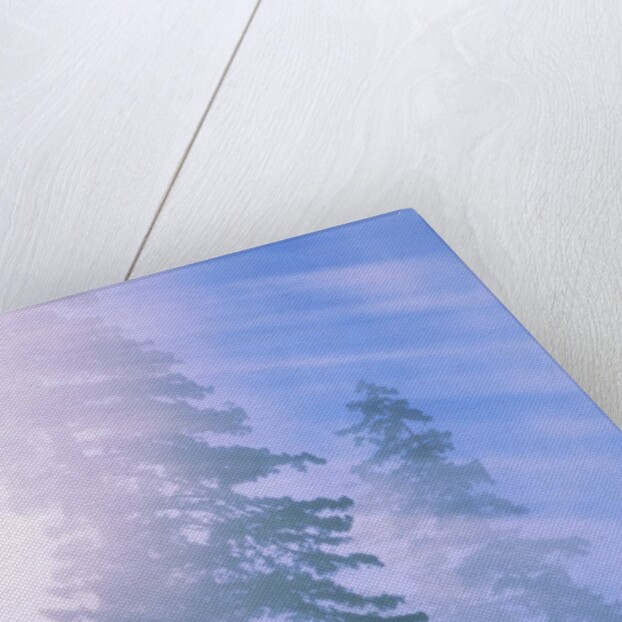 USA, California, Redwood National Park, forest and sun rays by Anonymous