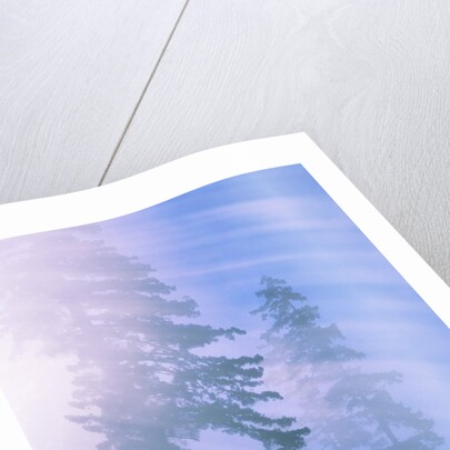 USA, California, Redwood National Park, forest and sun rays by Anonymous