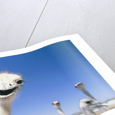 Ostrichs on farm by Anonymous