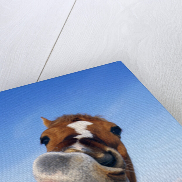 Horse by Anonymous