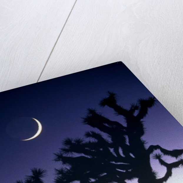 Joshua National Park at night by Anonymous
