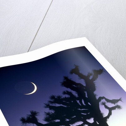 Joshua National Park at night by Anonymous