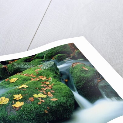 Stream with leaves on mossed stones, Bavarian forest by Anonymous
